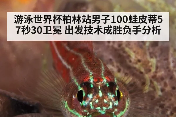 游泳世界杯柏林站男子100蛙皮蒂57秒30卫冕 出发技术成胜负手分析